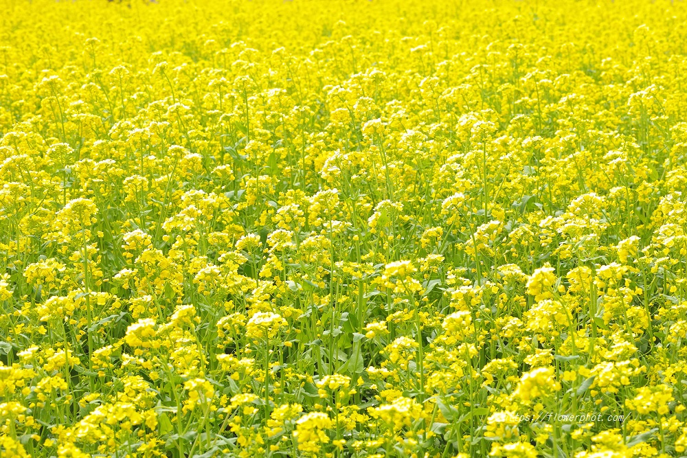 菜の花