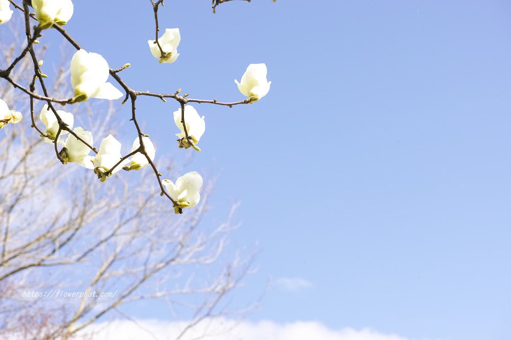木蓮 大ぶりのミルキーホワイトの木蓮に青空 花写真