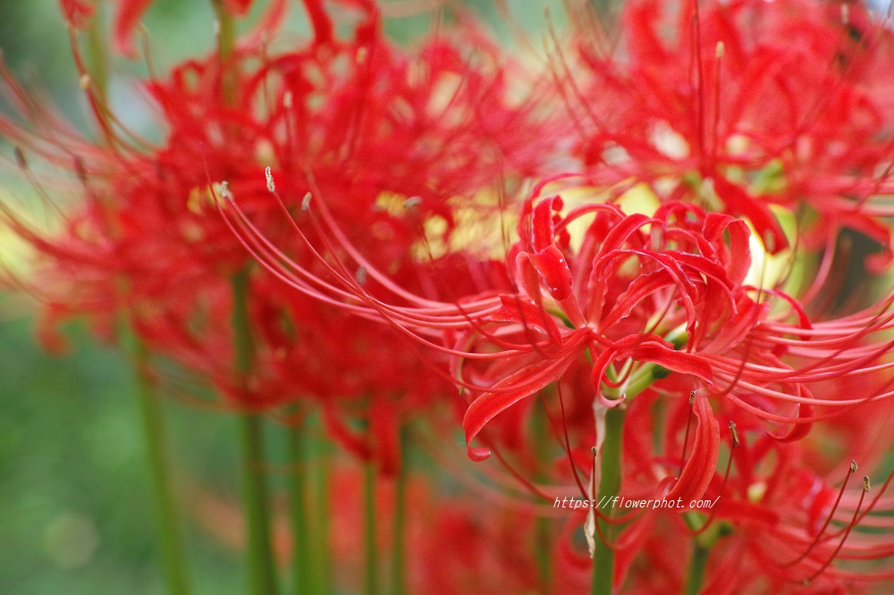 彼岸花　曼珠沙華