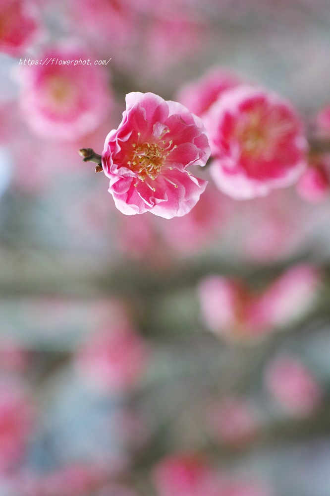 梅 可愛く咲くピンクの梅 縦撮り 花写真